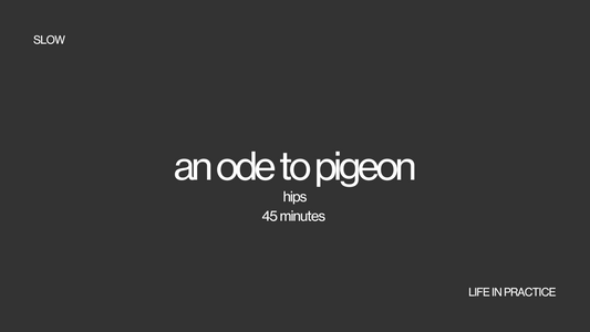 an ode to pigeon